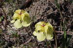 Yellow trumpets